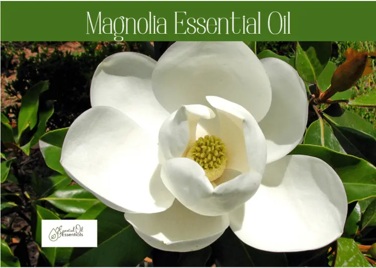 Magnolia Essential Oil: Benefits, Properties, and Uses